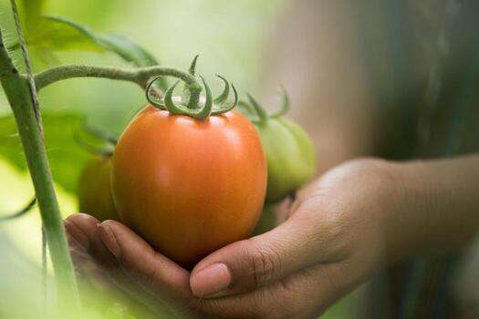 female hand holding tomato on organic farm free photo